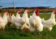 Românii au consumat carne de pasăre la greu, în mai - 41.523 tone