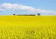 BASF a finalizat achiziția unui pachet de operațiuni agro de la Bayer