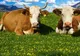 Reducerea consumului de carne de vită ar salva milioane de vieţi şi ar ajuta la depoluarea planetei