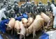 Epidemia de pestă porcină din China reconfigurează piaţa mondială a cărnii