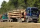 Statistică: Volmul de lemn tăiat în România a scăzut în 2019