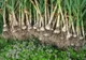 Guvernul a stabilit lista noilor produse cu adaos comercial plafonat. Preț controlat la cozonac și usturoi - DOCUMENT