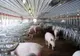 Cel mai mare producător de carne de porc, blocat la export din cauza pestei porcine