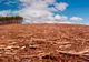 Tăierea pădurilor, fără limite în România. Noi cifre șocante de la INS