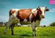 România a renunțat să mai crească vaci și porci și se reorientează spre oi și capre