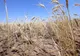 Ministrul Agriculturii la Realitatea Plus: ”Chiar dacă a fost o secetă extremă, necesarul de consum este acoperit”