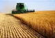 Prețurile terenurilor agricole din România au crescut între 25 şi 40% în ultimul deceniu. Unde au fost cele mai mari scumpiri - ANALIZĂ 