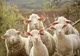 România a exportat animale vii în valoare de 120,25 milioane de euro în primele trei luni din acest an