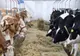 Fermierii au ieșit degeaba pe străzi. Ar putea fi introdusă taxa pe carbon în agricultură
