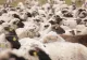 Exporturile de animale vaccinate împotriva pestei micilor rumegătoare ar putea fi deblocate în maximum o lună