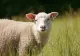 Guvernul pregăteşte noi măsuri de sprijin pentru crescătorii de ovine