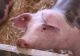 „Trei RO pe etichetă”. Schimbări majore la carnea de porc din magazine: trasabilitate completă, de la naștere până la raft