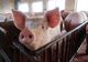 Alertă ! 725 focare de pestă porcină, în 10 județe. Peste 70.000 de porci sacrificați